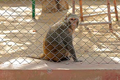 Balcony Safety Nets in hyderabad